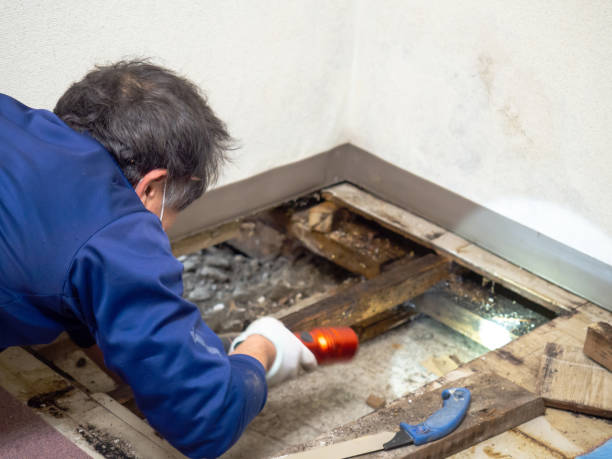 Best Mold Remediation for Specific Building Types in Augusta, ME