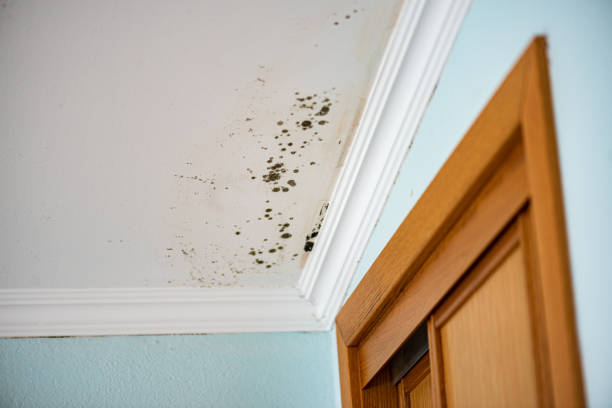 Best HVAC Mold Remediation in Augusta, ME
